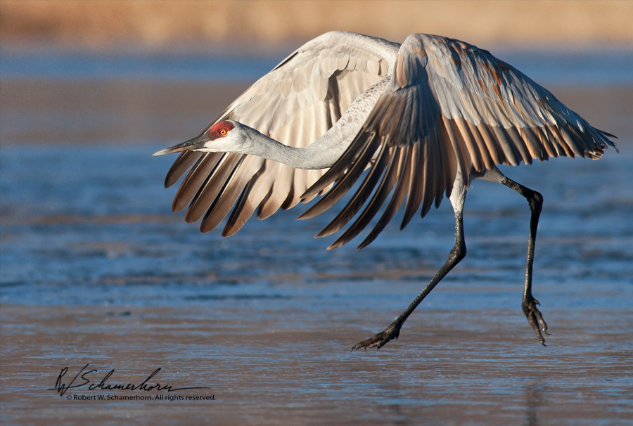 Wildlife Photography Gallery Image