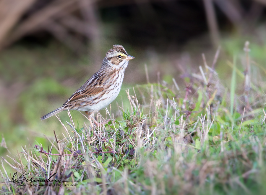 Wildlife Photography Gallery Image