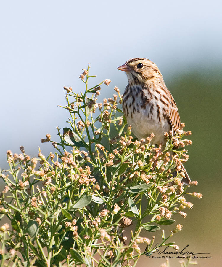 Wildlife Photography Gallery Image