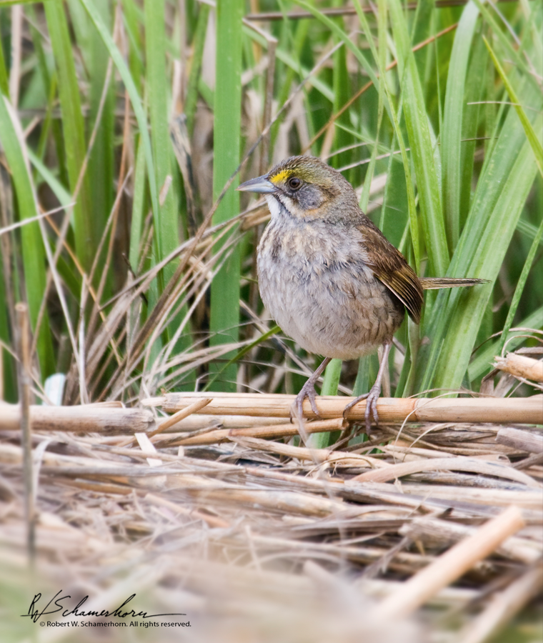 Wildlife Photography Gallery Image