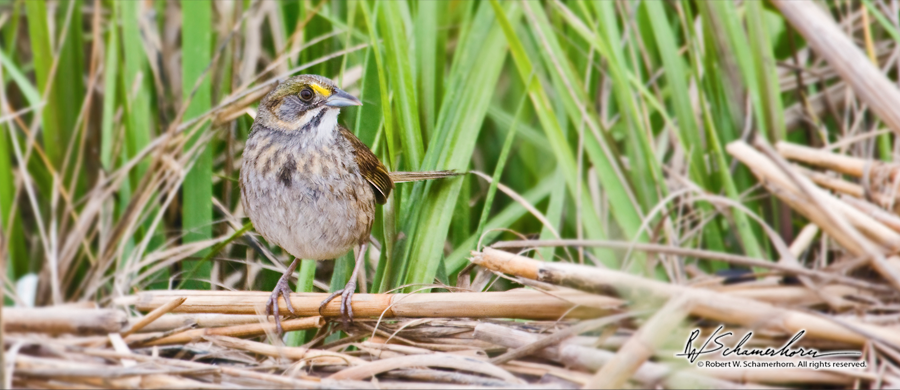 Wildlife Photography Gallery Image