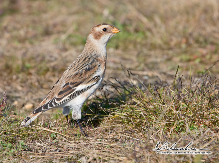 Wildlife Photography Gallery Image