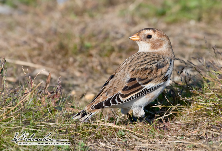 Wildlife Photography Gallery Image