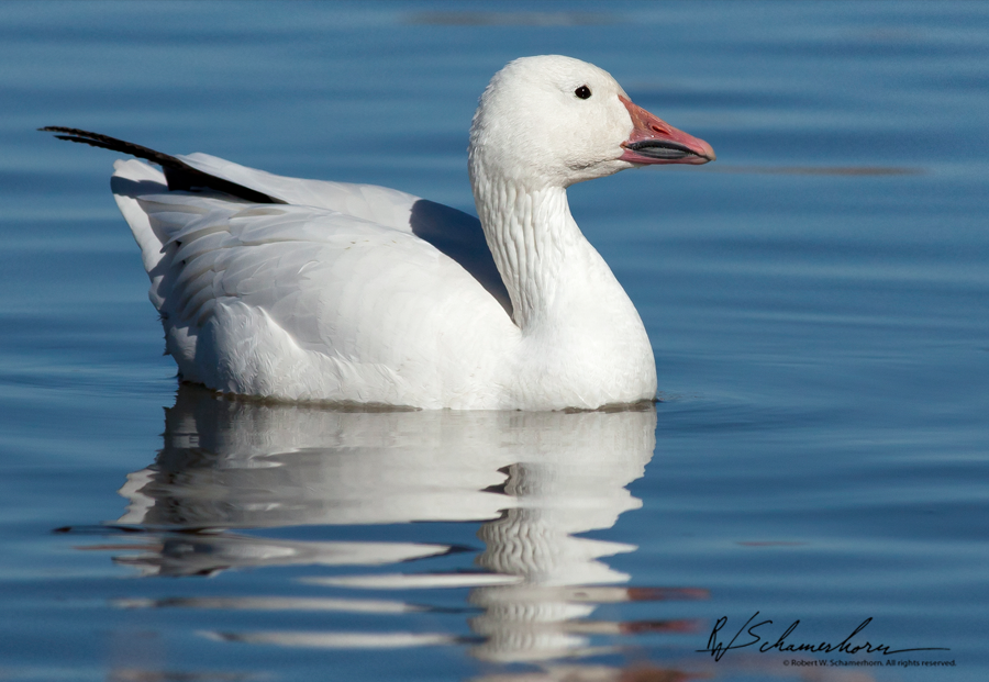 Wildlife Photography Galery Image