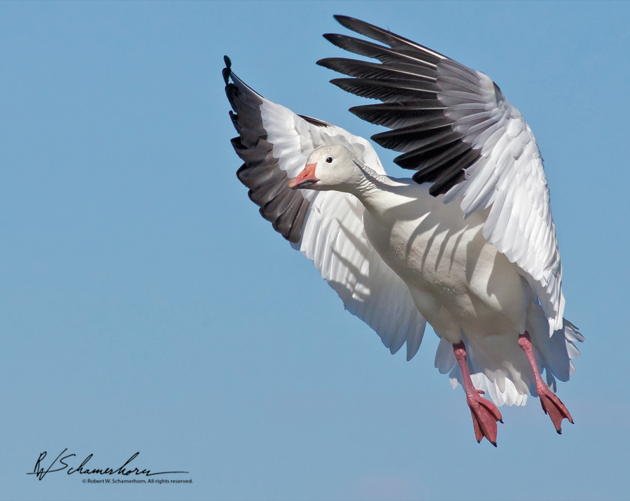 Wildlife Photography Galery Image