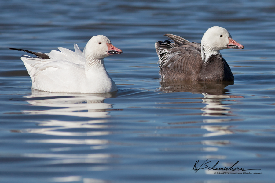 Wildlife Photography Galery Image