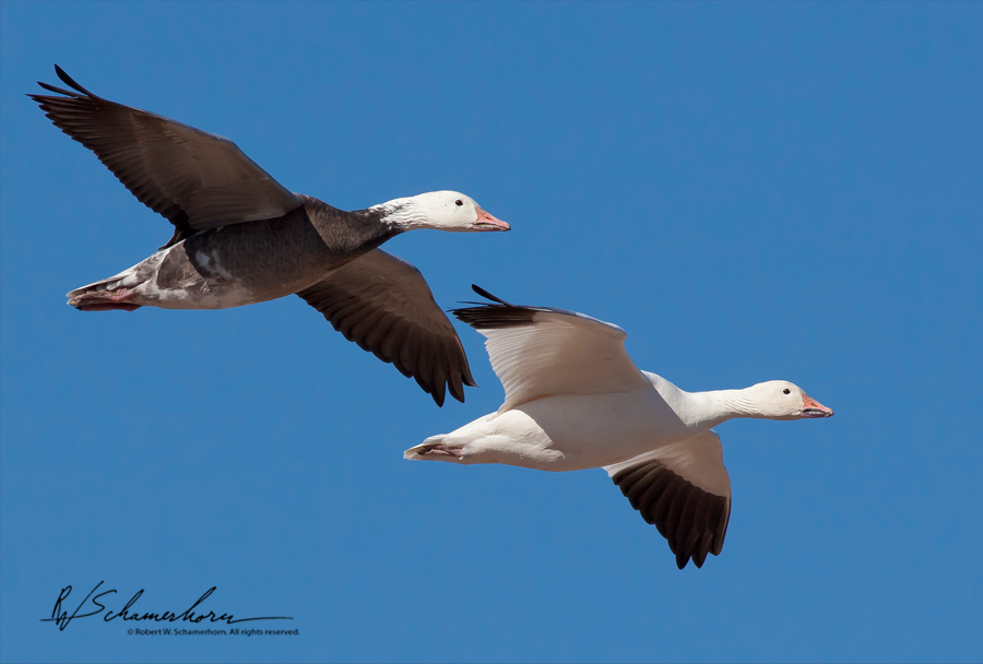 Wildlife Photography Galery Image