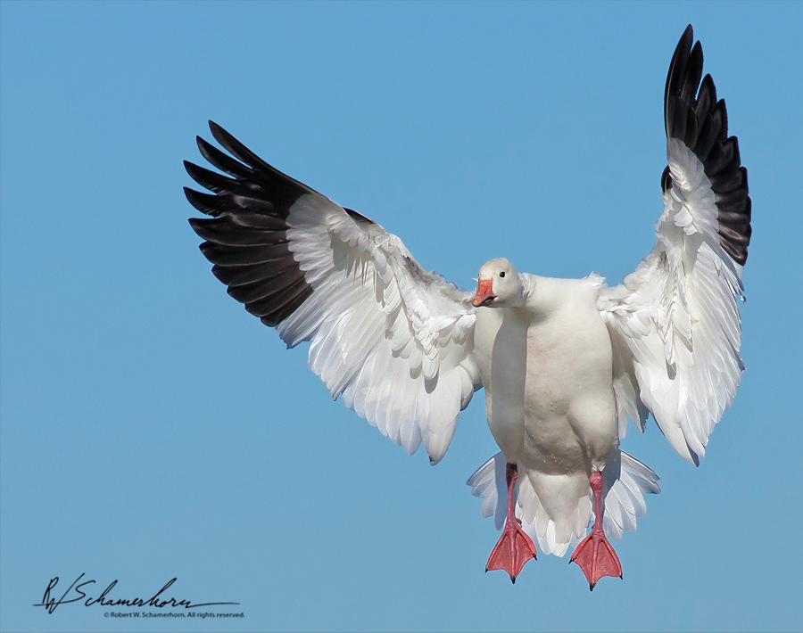 Wildlife Photography Galery Image