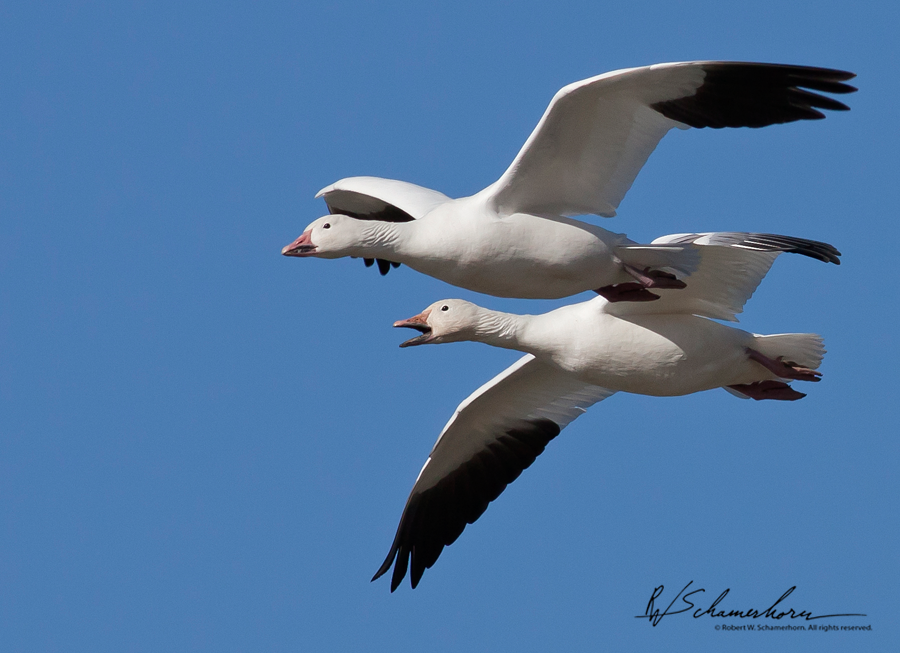 Wildlife Photography Galery Image