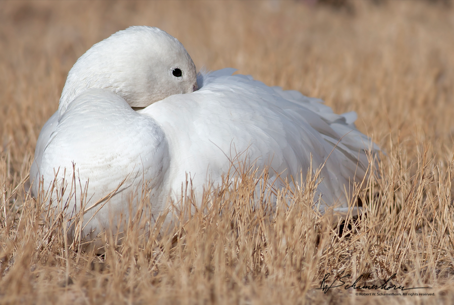 Wildlife Photography Galery Image