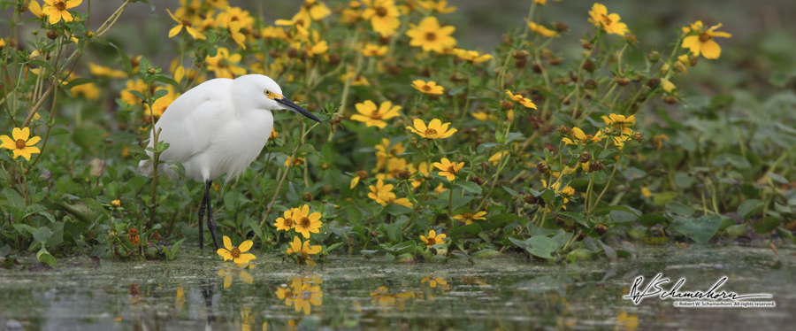 Wildlife Photography Galery Image