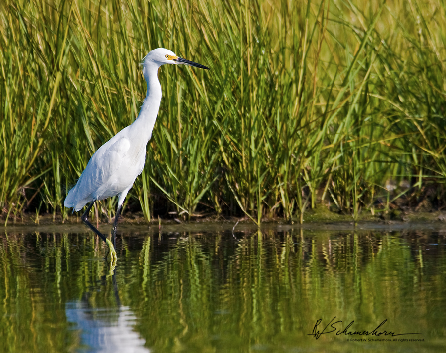 Wildlife Photography Gallery Image