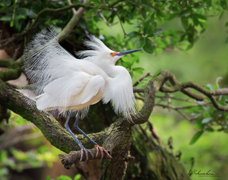 Wildlife Photography Galery Image