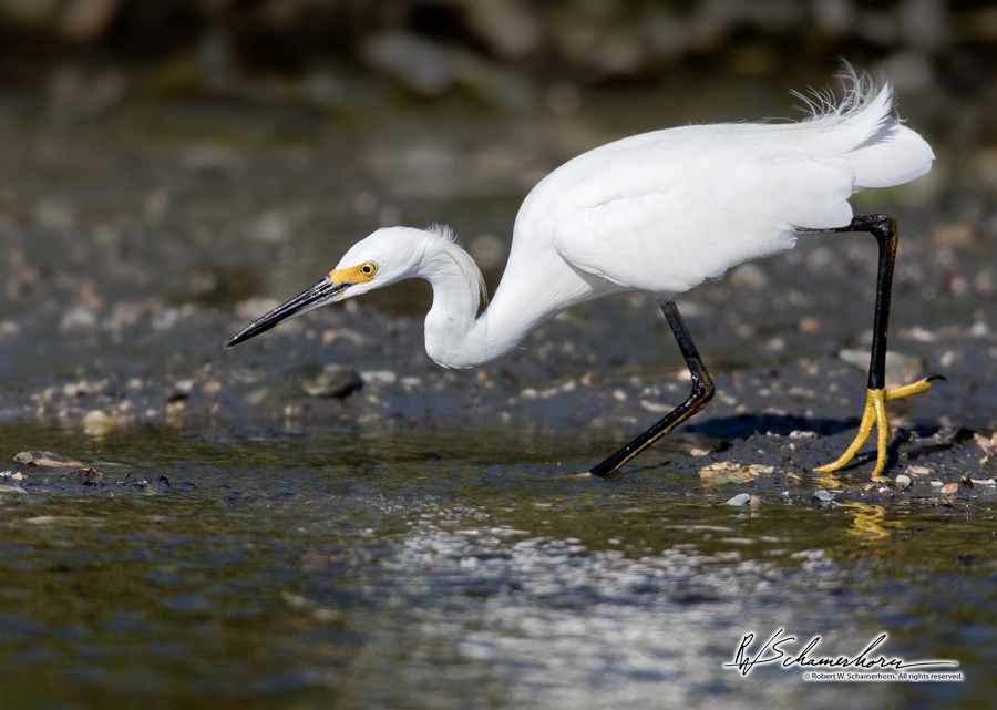 Wildlife Photography Galery Image