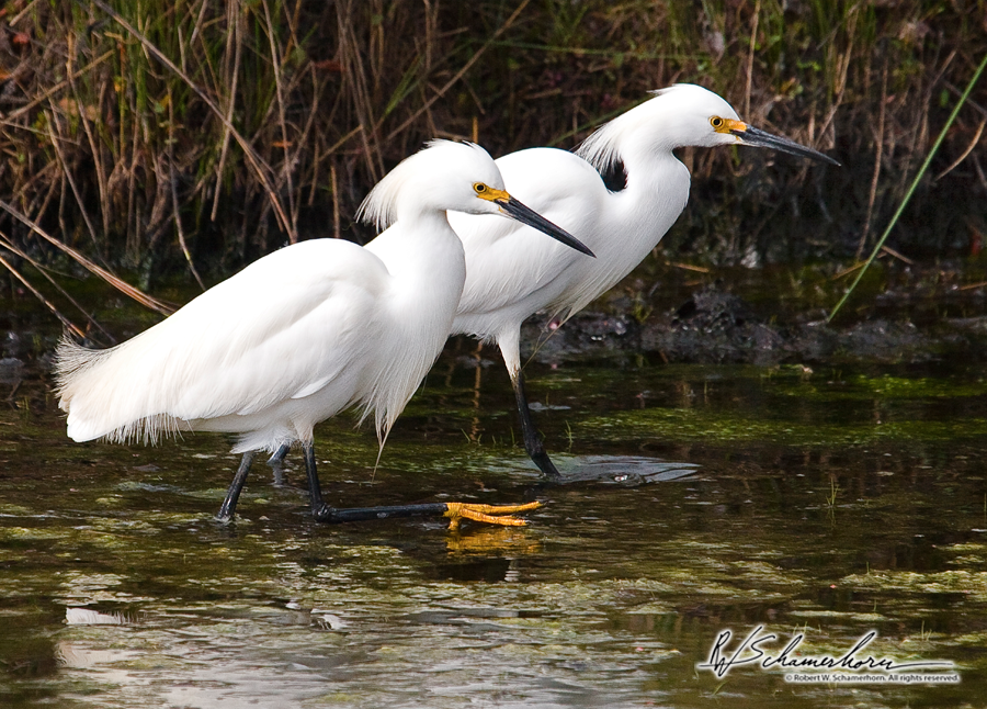 Wildlife Photography Galery Image