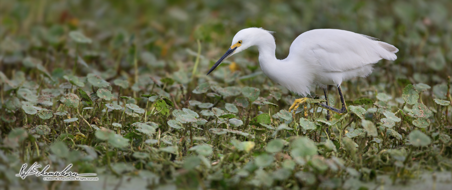 Wildlife Photography Galery Image