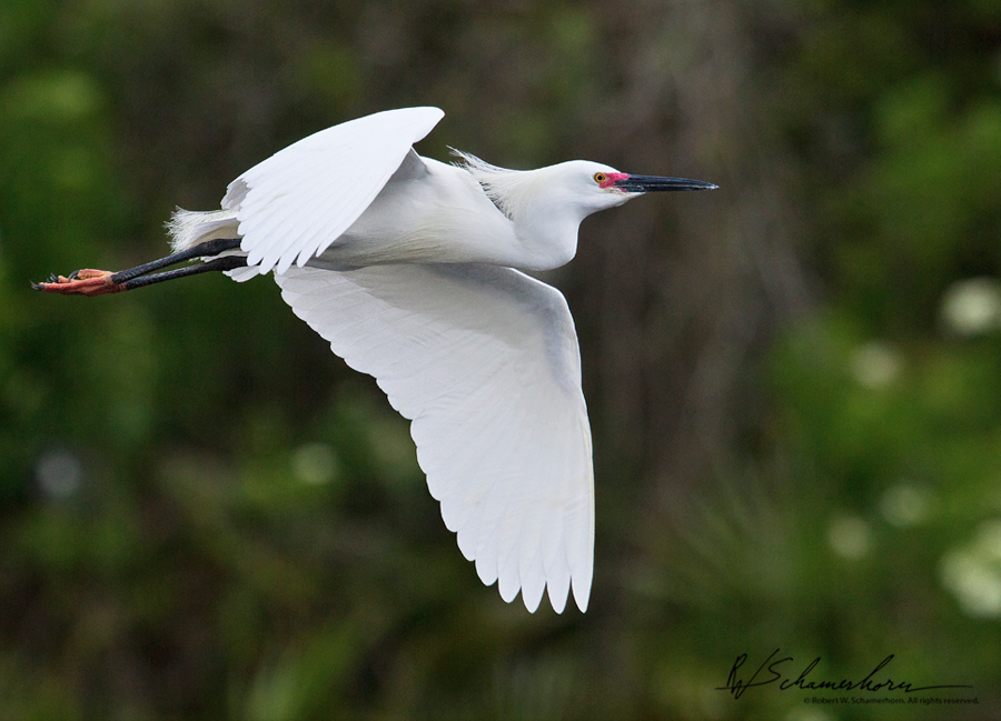 Wildlife Photography Galery Image