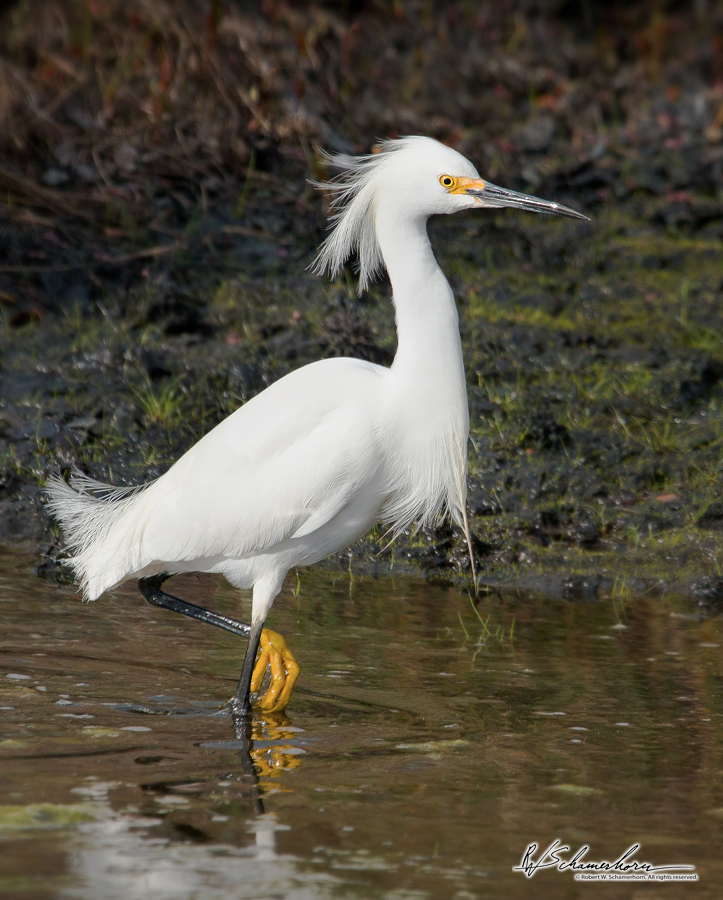 Wildlife Photography Galery Image