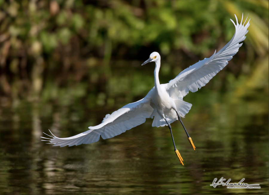 Wildlife Photography Galery Image