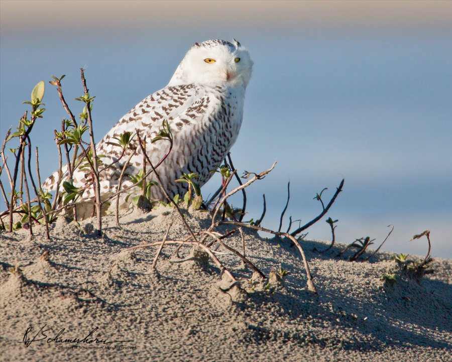 Wildlife Photography Galery Image