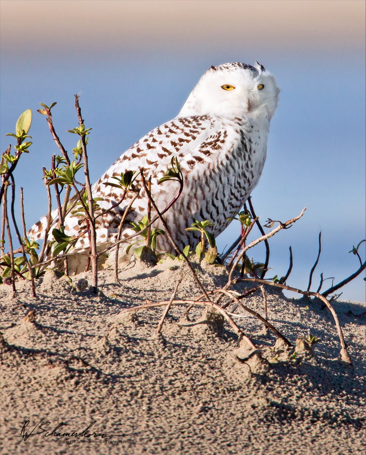 Wildlife Photography Galery Image