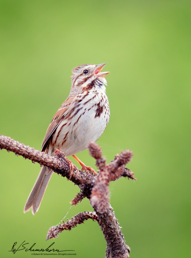 Wildlife Photography Galery Image