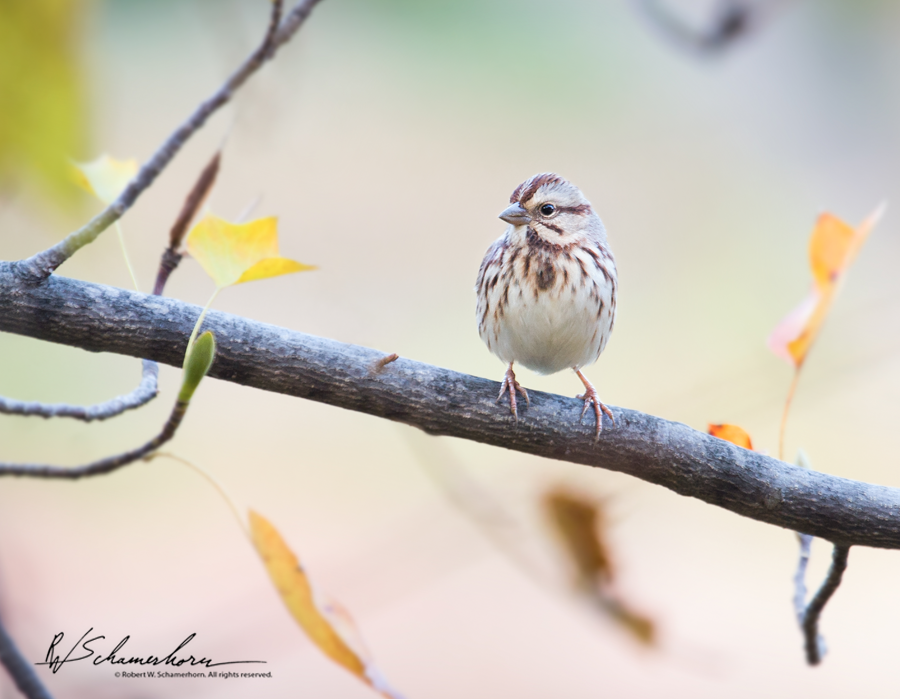 Wildlife Photography Galery Image