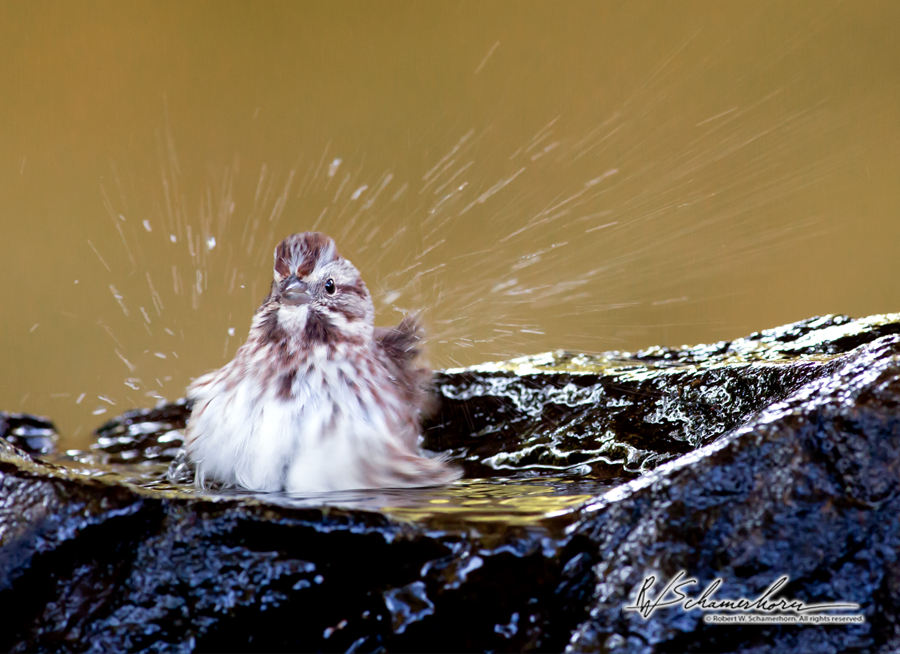 Wildlife Photography Galery Image