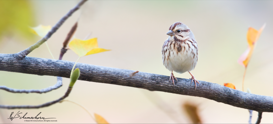 Wildlife Photography Galery Image