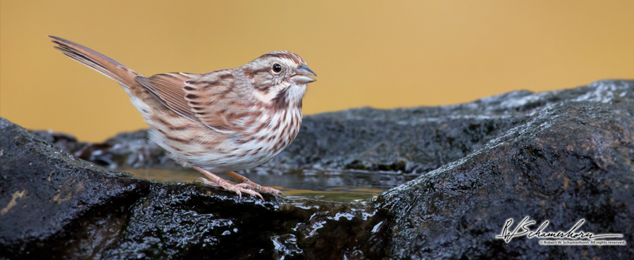 Wildlife Photography Galery Image