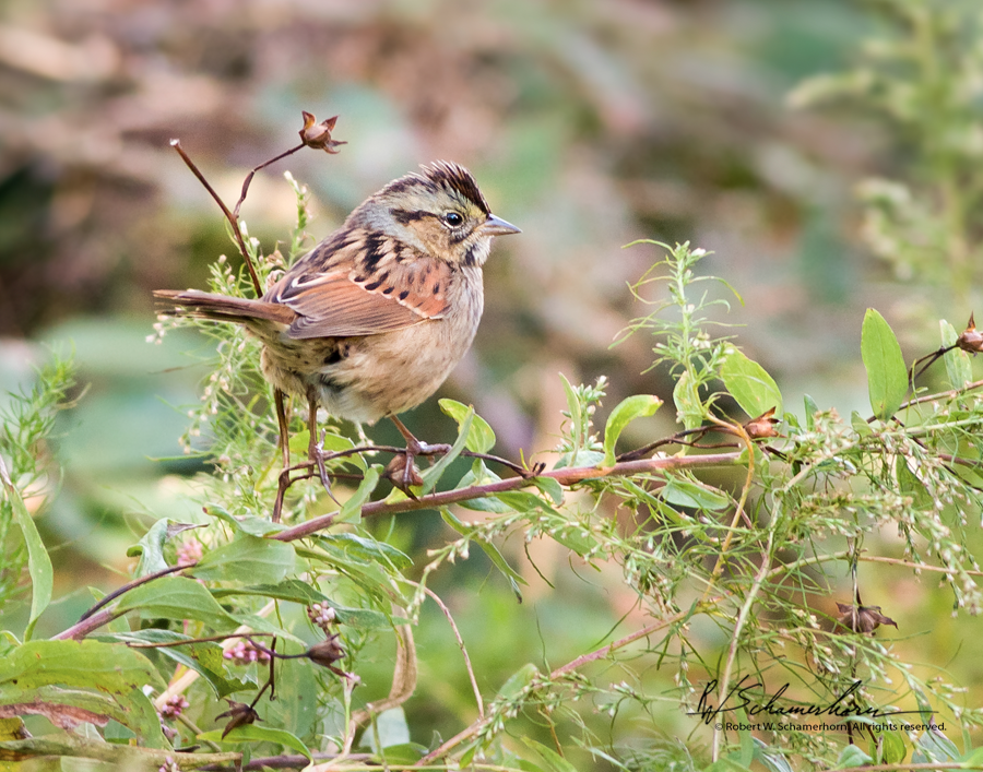 Wildlife Photography Gallery Image