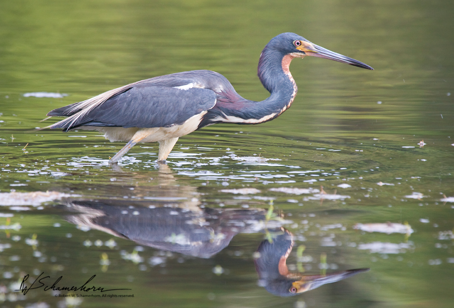 Wildlife Photography Galery Image