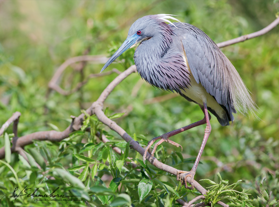 Wildlife Photography Galery Image