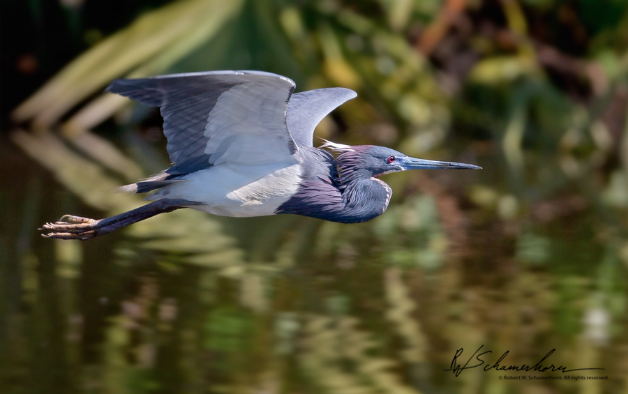 Wildlife Photography Galery Image