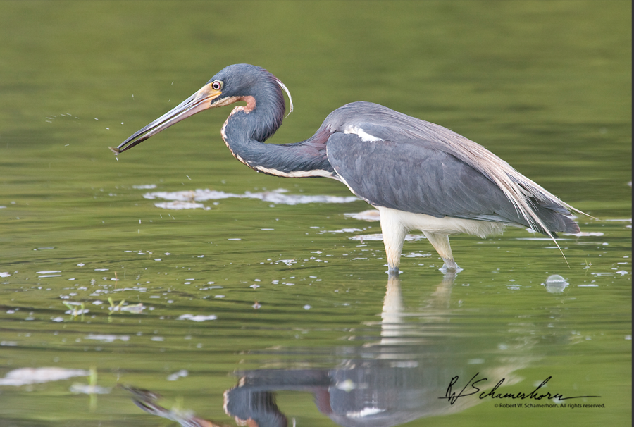 Wildlife Photography Galery Image