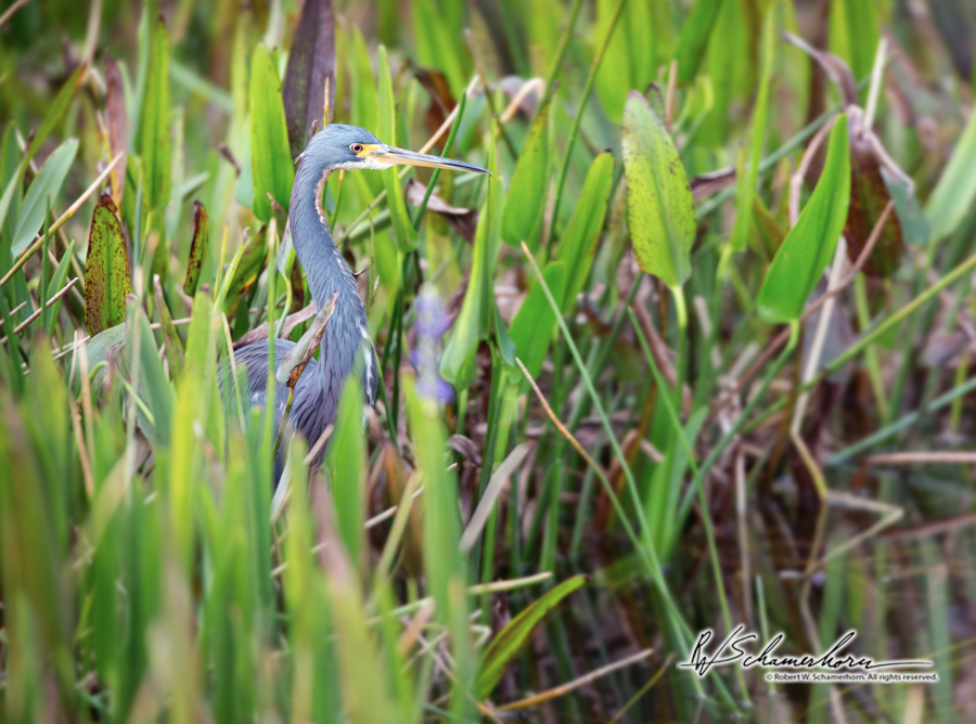 Wildlife Photography Galery Image