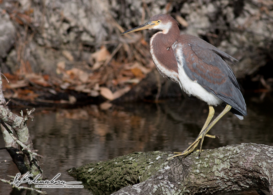 Wildlife Photography Galery Image