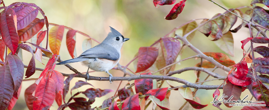 Wildlife Photography Galery Image