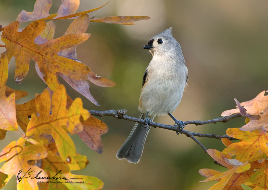 Wildlife Photography Galery Image