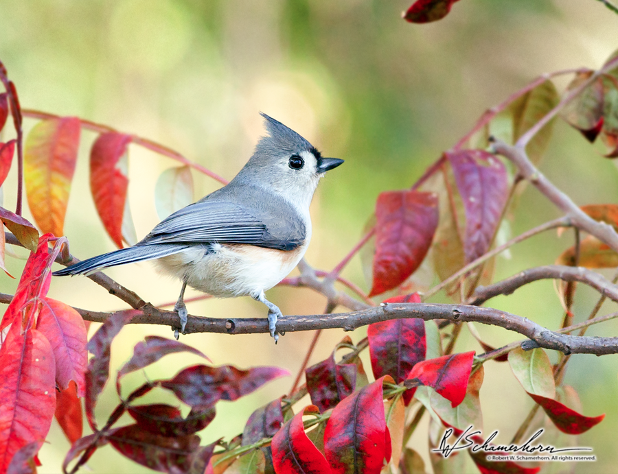 Wildlife Photography Galery Image