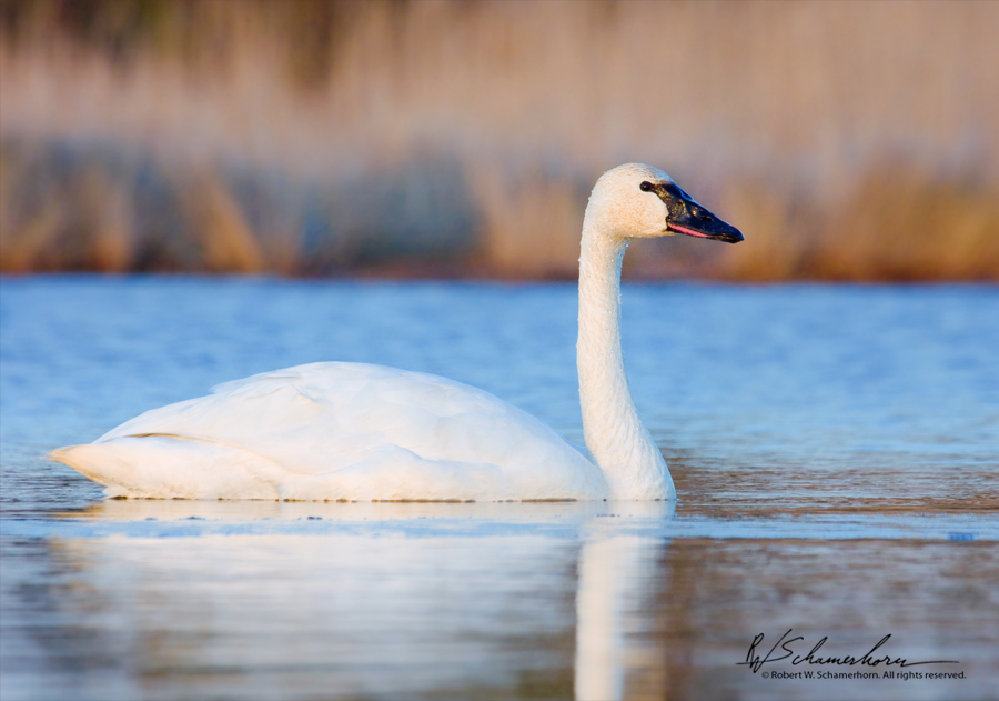 Wildlife Photography Gallery Image