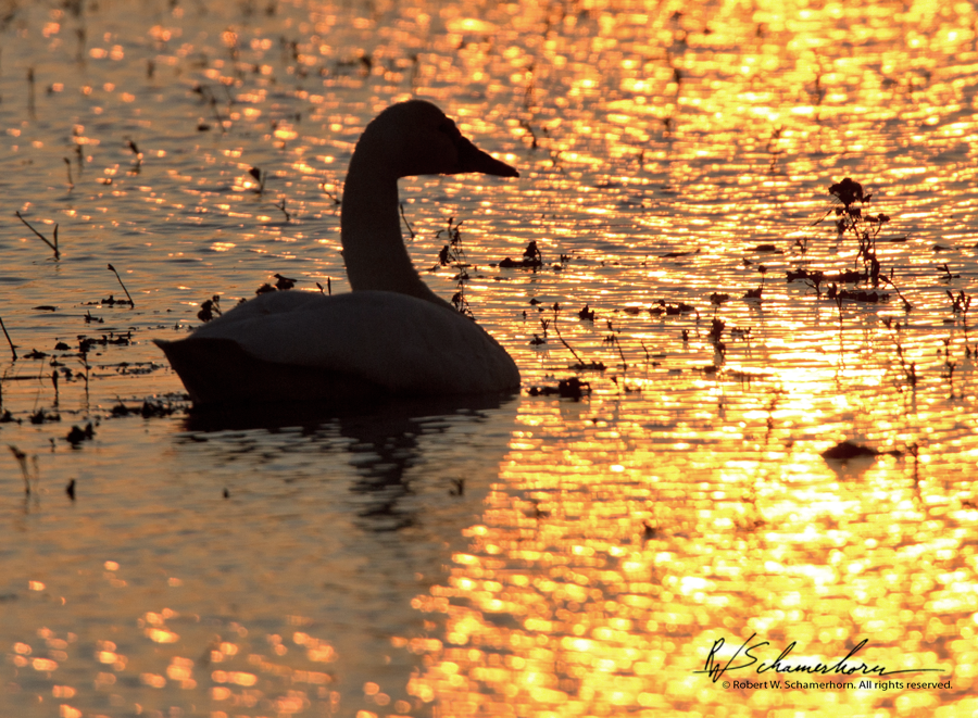 Wildlife Photography Gallery Image