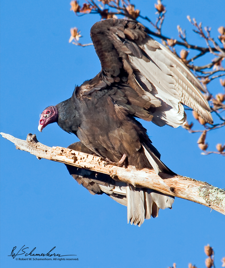 Wildlife Photography Gallery Image