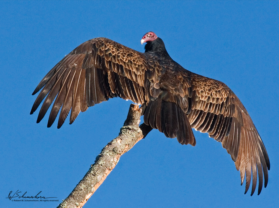 Wildlife Photography Gallery Image