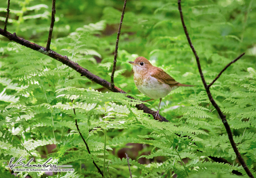 Wildlife Photography Gallery Image