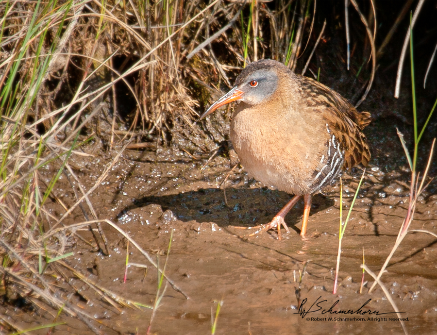 Wildlife Photography Gallery Image