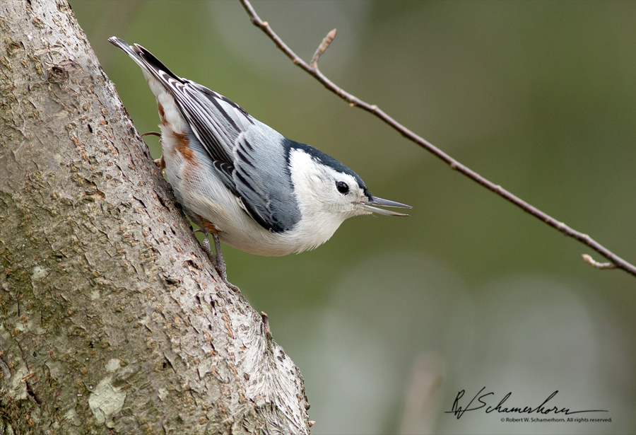 Wildlife Photography Galery Image