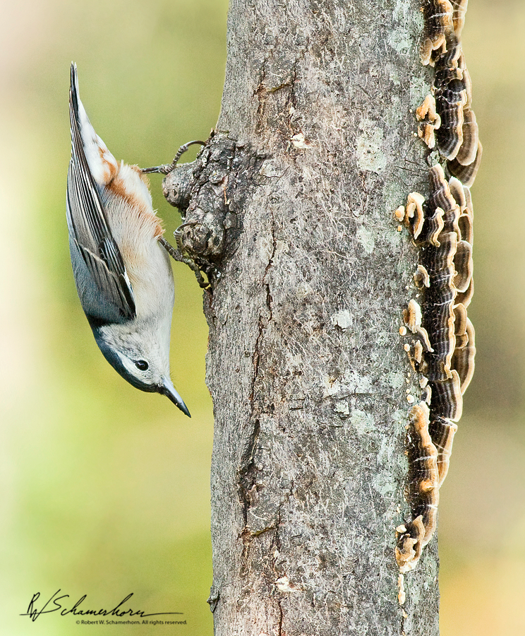 Wildlife Photography Galery Image