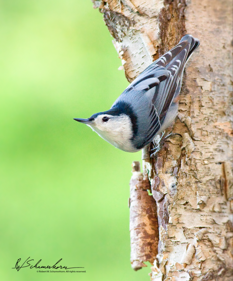 Wildlife Photography Galery Image