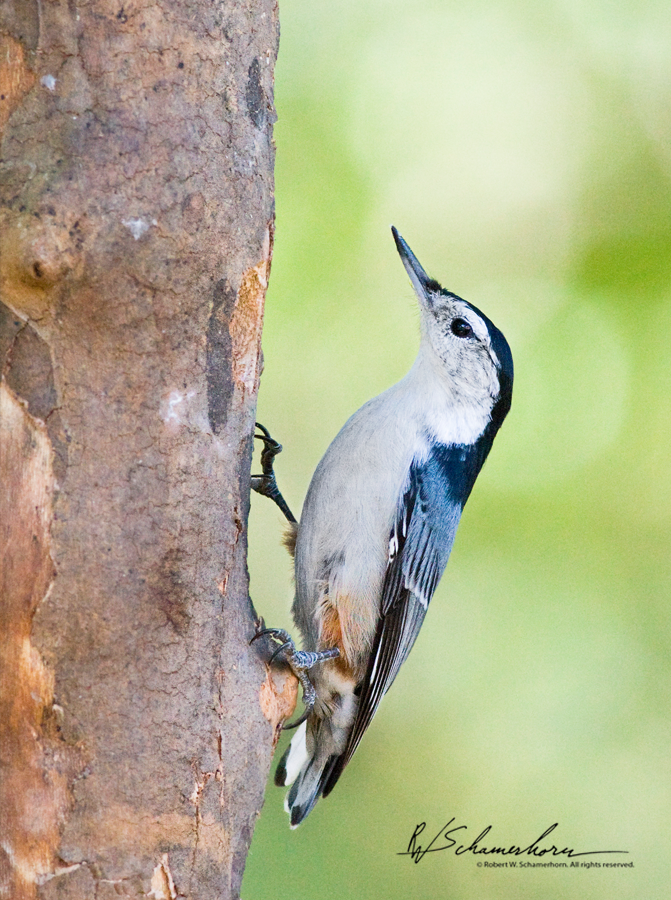 Wildlife Photography Galery Image